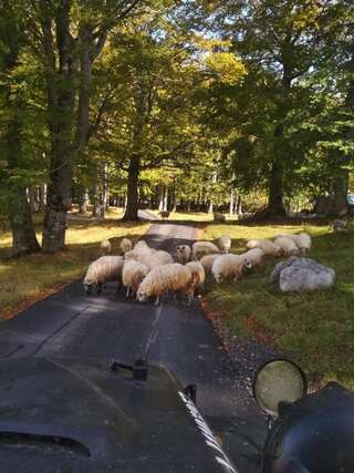 Дома для отпуска Chalet Kovačević Жабляк Дом для отпуска с 3 спальнями-62